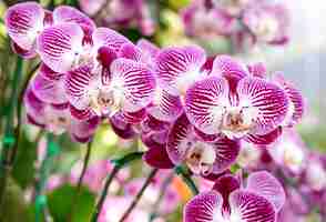 Kostenloses Foto phalaenopsis orchidee blume