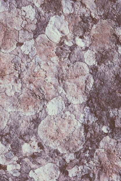 Pilz und Flechten auf Felsen