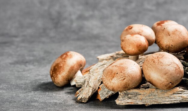 Pilze königlich brauner Champignon auf dunklem Hintergrund.Nahaufnahme, selektiver Fokus