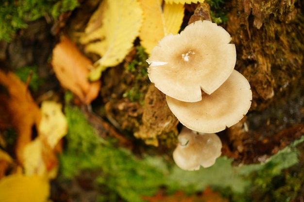 Pilze wachsen auf dem boden, umgeben von trockenen gelben blättern