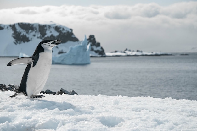 Pinguin spaziert am zugefrorenen Strand