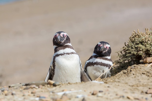 Kostenloses Foto pinguin