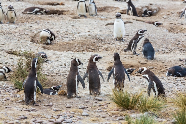 Kostenloses Foto pinguin