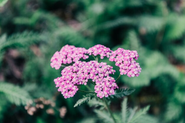 Kostenloses Foto pinke blume