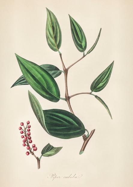 Piper Cubeba Illustration aus der Medizinischen Botanik (1836)