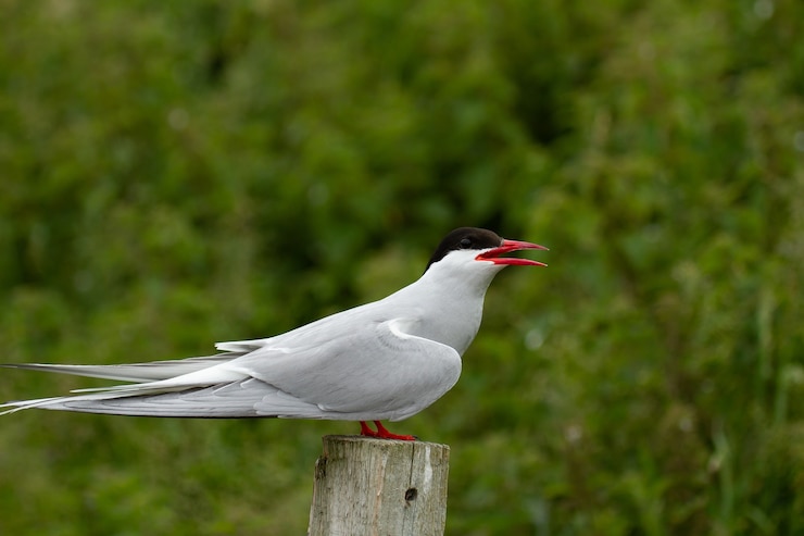 Kostenlose Foto polarseeschwalbe (sterna paradisaea) vogel in farne islands, england