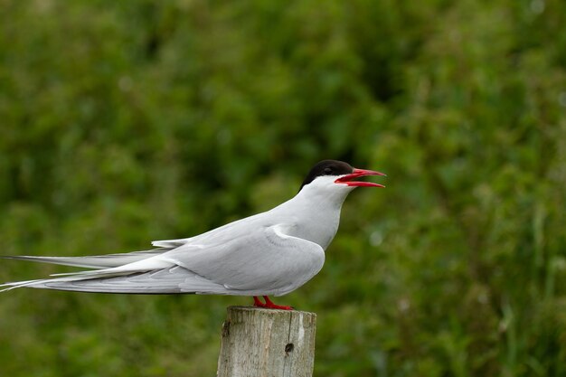 Polarseeschwalbe (Sterna paradisaea) Vogel in Farne Islands, England