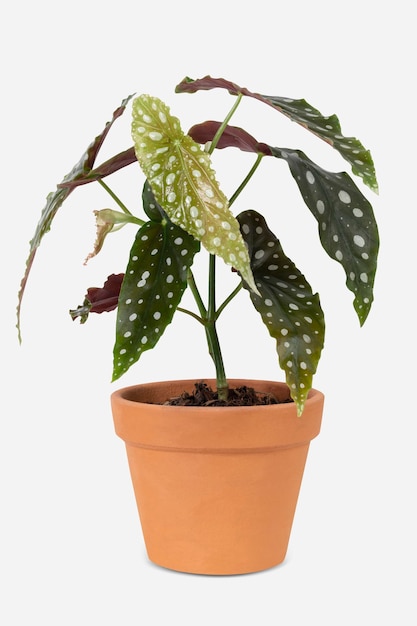 Kostenloses Foto polkadot-begonienpflanze in einem terrakotta-topf-wohnkulturobjekt
