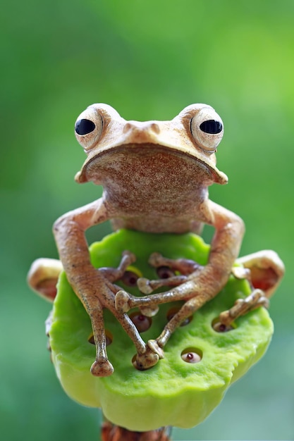 Kostenloses Foto polypedates otilophus sitzt auf roten knospen polypedates otilophus vorderansicht tier nahaufnahme