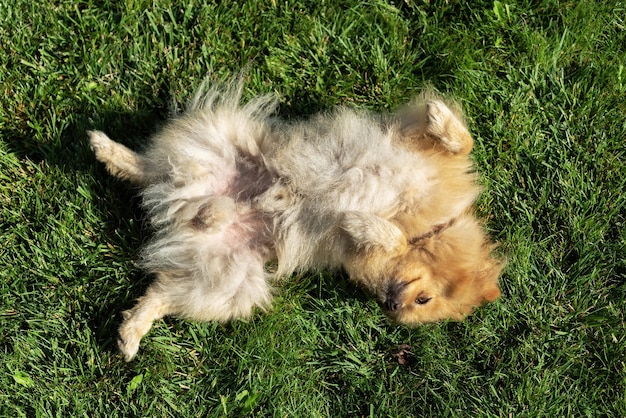 Pommern mit gelbem Fell, das auf dem Gras auf seinem Rücken liegt