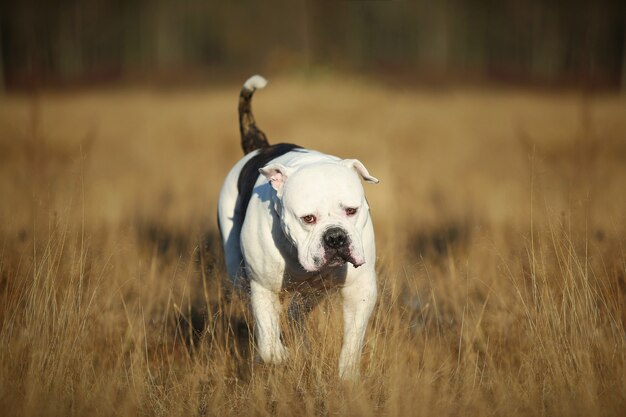 American Bulldog Welpen Spielen In Der Natur Premium Foto