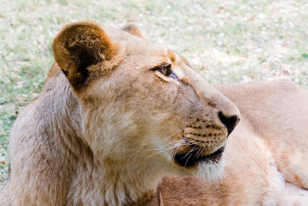 Porträt der Löwin