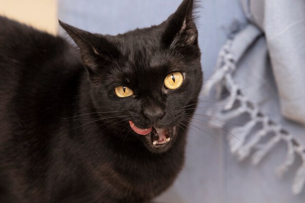 Porträt der schönen schwarzen Hauskatze