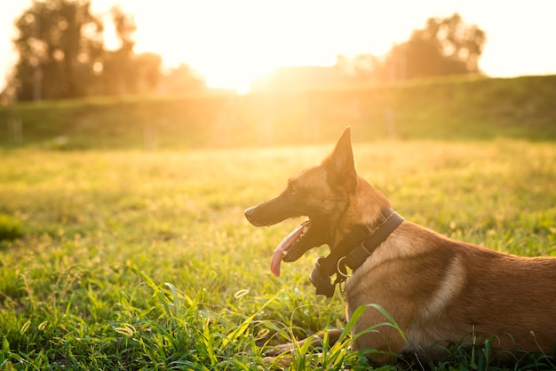 Porträt des ausgebildeten Hundes, der auf Befehl im Park wartet