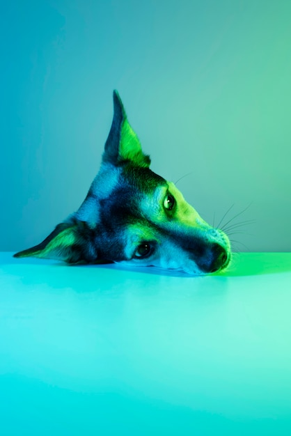 Porträt des australischen Kelpie-Hundes in Gradientenbeleuchtung