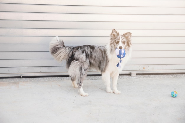 Porträt des Border-Colliehundes