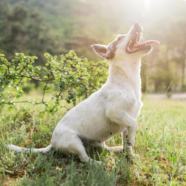Porträt des entzückenden kleinen Hundes, der Zeit im Park genießt