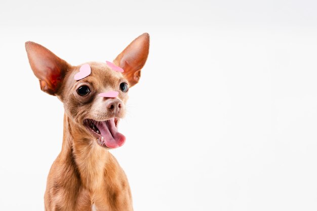 Porträt des entzückenden lächelnden Chihuahua-Hundes