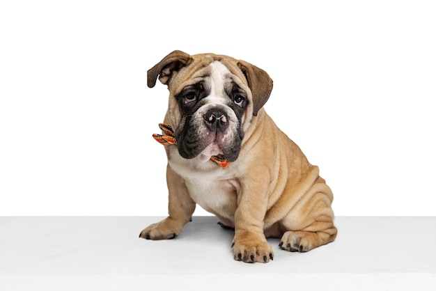 Porträt des Hundes Bulldogge, der in der bunten Schleife lokalisiert über weißem Studiohintergrund aufwirft Konzept des Spaßes der Haustiere