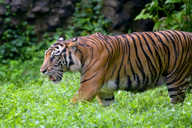 Porträt des jungen bengalischen Tigers Nahaufnahmekopf bengalischer Tiger Männchen des bengalischen Tigers in der Nähe