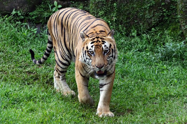 Porträt des jungen bengalischen Tigers