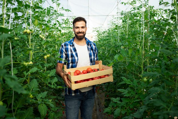 Porträt des jungen lächelnden Bauern mit frisch gepflücktem Tomatengemüse und im Treibhausgarten stehend