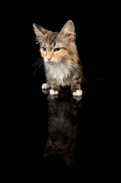 Porträt des kleinen Kätzchens sibirische Waldkatze posiert isoliert auf schwarzer Studiowand