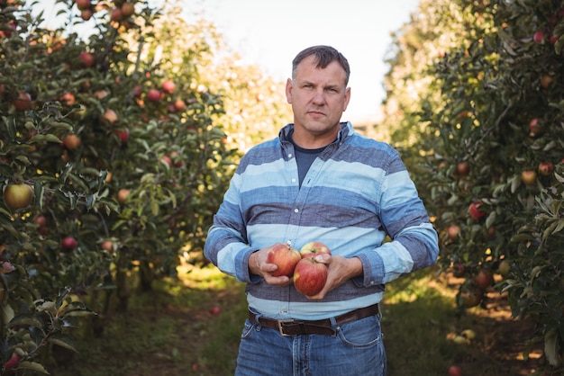 Porträt des Landwirts Äpfel im Apfelgarten halten