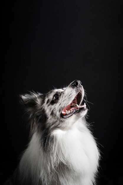 Porträt des netten Border-Colliehundes