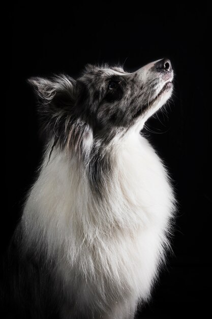 Porträt des netten Border-Colliehundes