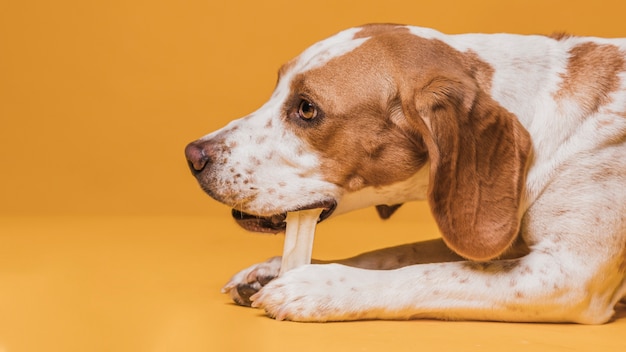 Porträt des netten Hundes einen Knochen essend