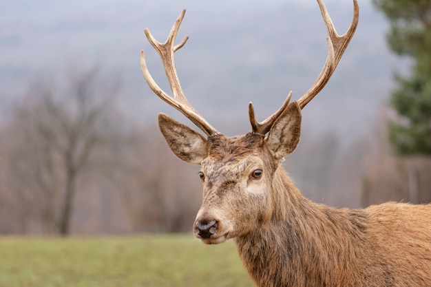 Porträt des wilden Hirsches im Wald