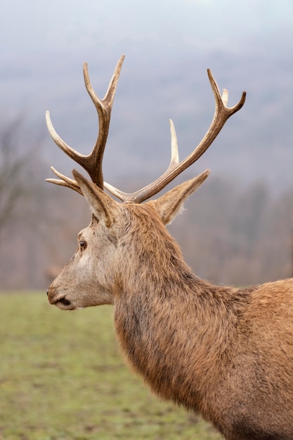 Porträt des wilden Hirsches im Wald