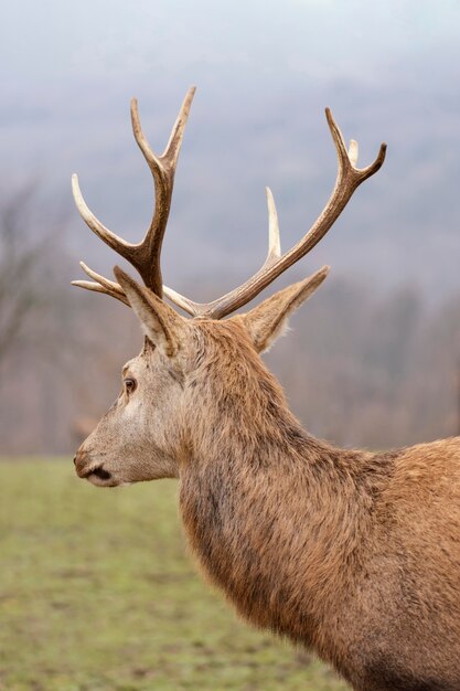 Porträt des wilden Hirsches im Wald