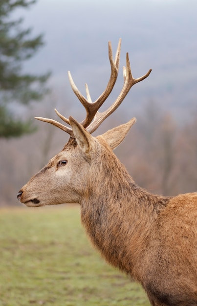 Kostenloses Foto porträt des wilden hirsches im wald