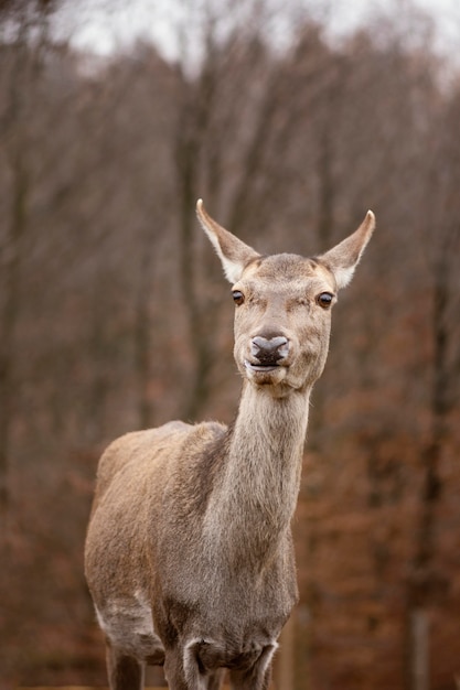 Porträt des wilden Hirsches im Wald