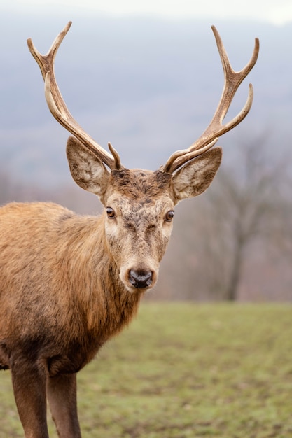 Porträt des wilden Hirsches im Wald