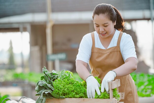 Porträt einer asiatischen Bäuerin, die Gemüse auf dem Feld betrachtet und die Erntequalität überprüft. Bio-Bauernhof-Konzept.