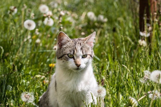Porträt einer entzückenden Hauskatze, die mit Pusteblumen auf der grünen Wiese sitzt