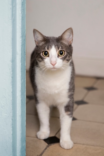 Kostenloses Foto porträt einer entzückenden hauskatze