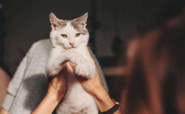 Porträt einer katze, die den kamerabesitzer anschaut, der seine katze in den händen hält