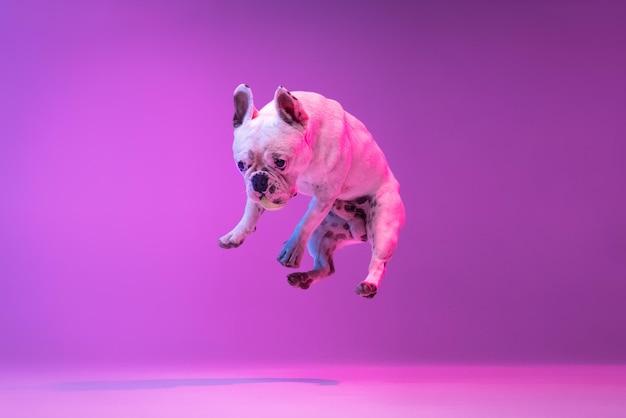 Porträt einer reinrassigen Hundebulldogge, die isoliert über Studiohintergrund in Neon-Gradienten-Rosa-Lila-Licht springt