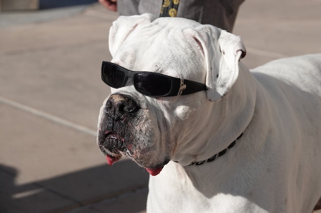 Kostenloses Foto porträt einer weißen englischen bulldogge mit schwarzer sonnenbrille an einem sonnigen tag