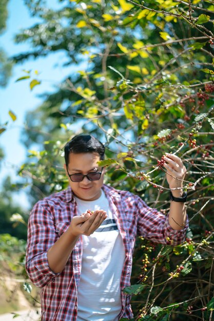Porträt eines asiatischen Kaffeepflückers Bauer, der Kaffeebohnen in der Kaffeeprozesslandwirtschaft pflückt Arbeiter Ernten Sie Arabica-Kaffeebeeren auf seinem Zweig