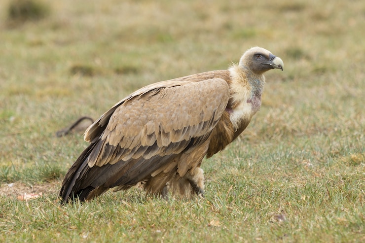 Kostenlose Foto porträt eines gänsegeiers, der auf dem gras steht