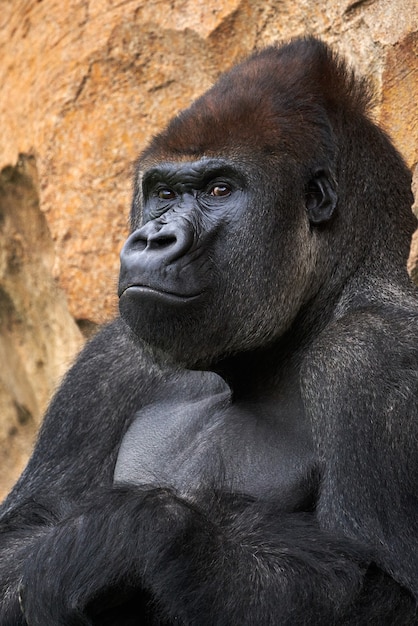 Porträt eines Gorillas, der sich auf einen Felsen in einem Park unter dem Sonnenlicht stützt