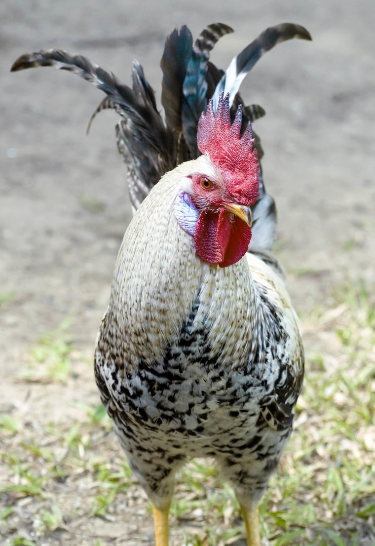 Kostenlose Foto porträt eines hahns