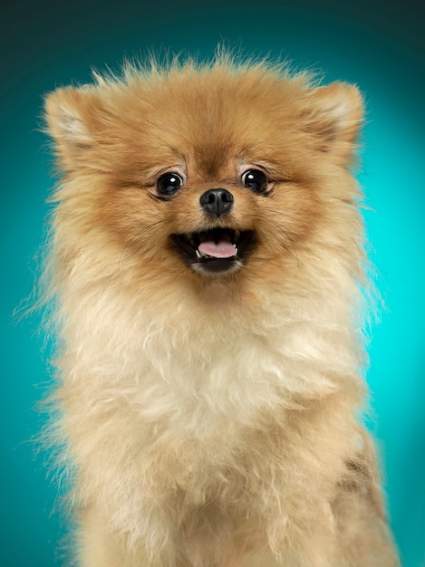 Kostenloses Foto porträt eines hundes