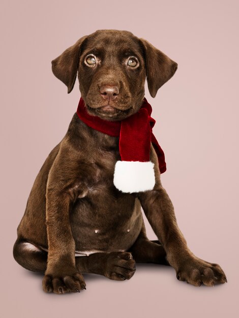 Porträt eines netten Labrador-Apportierhunds, der einen Weihnachtsschal trägt