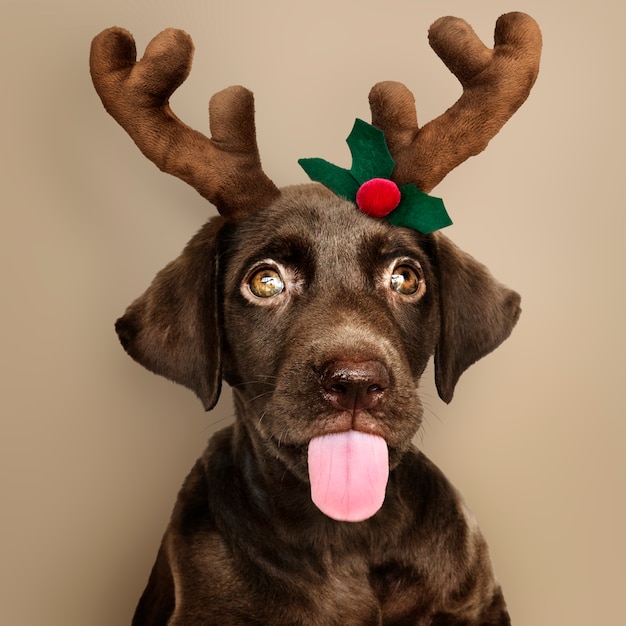 Porträt eines netten Labrador Retriever-Welpen, der ein Weihnachtsren-Stirnband trägt